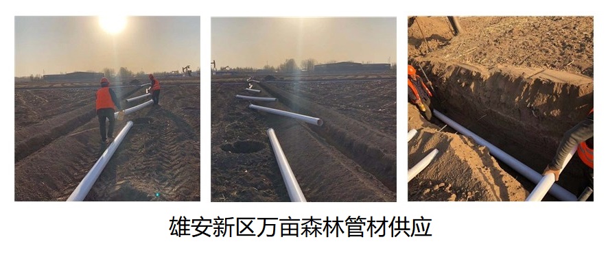 雄安新区万亩森林管材供应